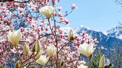 Frühlingserwachen: In den Bergen liegt noch Schnee, doch im Garten von Toni Durrer in Sarnen OW blühen bereits prächtig die Magnolien.