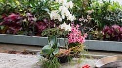 Zwei Orchideen in einem Pflanzgefäss – das ist durchaus machbar und dekorativ: vorne eine üppig blühende Phalaenopsis (weiss), hinten eine pinke Cymbidium.