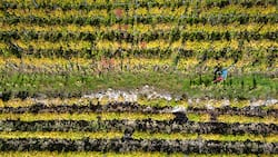 Rebstöcke, wohin das Auge blickt: Der «Chemin du Vignoble» zieht sich durch die sonnigen Weinterrassen des Wallis. Wanderautor Andreas Staeger unterwegs bei Branson.
