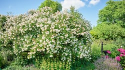 Üppig, lauschig, verwunschen: Im Naturgarten von Claudia Ebling spielen Wild- und andere Rosen eine wichtige Rolle. Im Bild eine Ramblerrose. Davor in Gelb gedeihen Brandkräuter, rechts vor dem Brunnen stehen Pfingstrosen und Bergminzen in Blüte.
