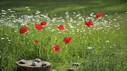 mohnblumen_WH48702.jpg