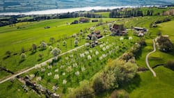 Ein Stück Himmel auf Erden: Die Hochstammobstbäume auf dem Archehof hoch über dem Sempachersee in schönster Blüte. Rechts grenzt das ­landwirtschaftliche Grundstück an den Golfplatz Sempach.
