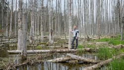 Urs Wegmann am Bibersee bei Marthalen ZH. Der Leiter der Ranger der Greifensee-Stiftung ist auch für die Biberfachstelle des Kantons Zürich zuständig. Die Nager haben hier den See gestaut.