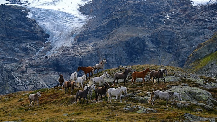 Pferdeherde am Cambrena-Gletschers oberhalb des Lago Bianco2 und des Lago Nero