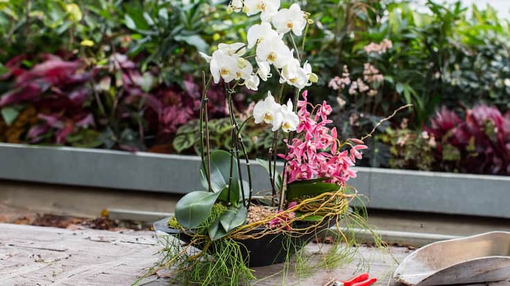 Orchideen