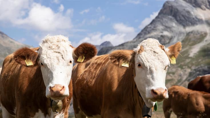 Kühe und Rinder entlang des Wanderwegs