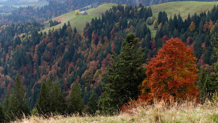 Zwischen Lushütte und Hochänzi im Emmental