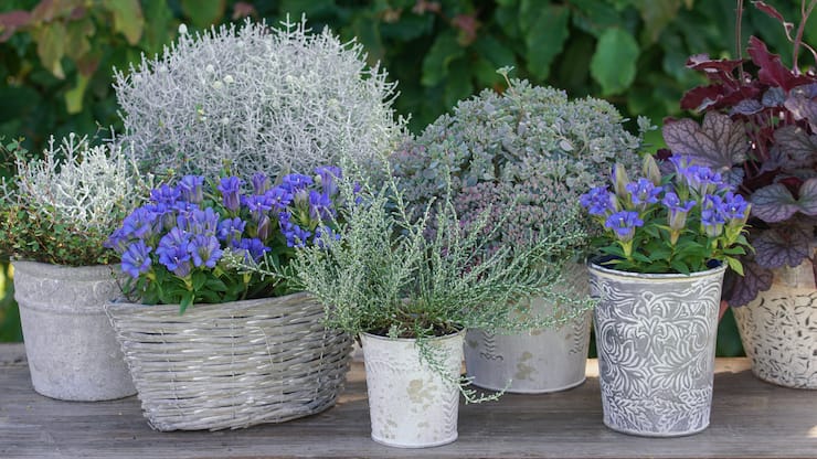 Herbstenziane & Silberlaubige ergänzen sich äusserst vorteilhaft.