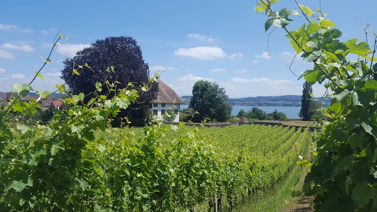 Weinlernpfad in Vully FR