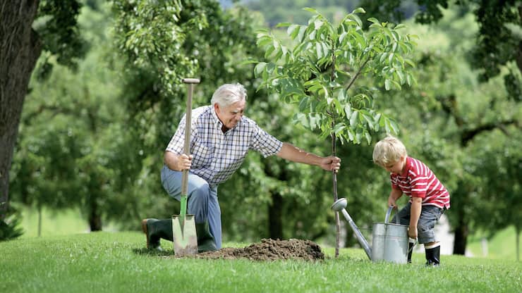 Baum pflanzen