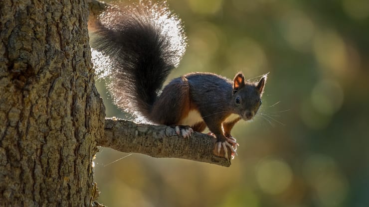 Rotes Eichhörnchen Ast