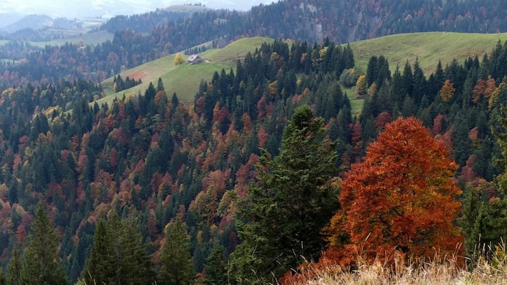 Hogerland