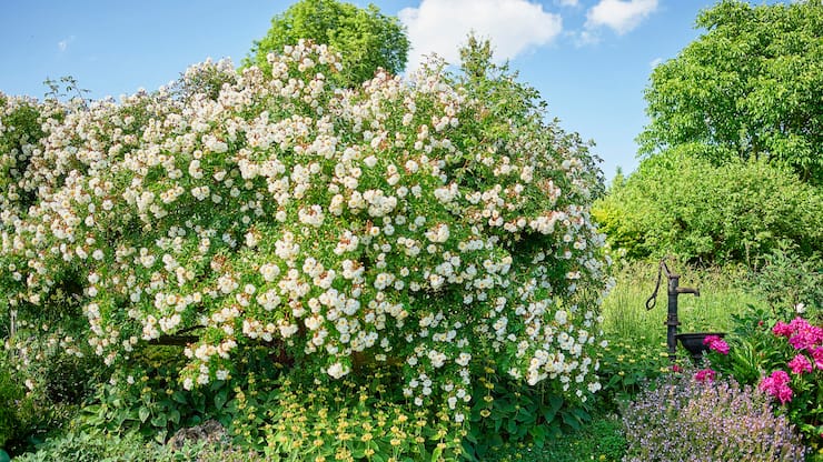 Naturgarten Claudia Ebling