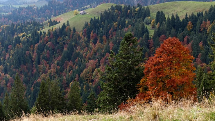 Zwischen Lushütte und Hochänzi im Emmental