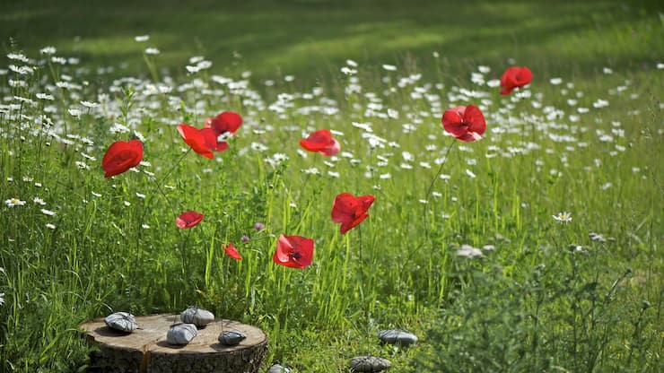 mohnblumen_WH48702.jpg
