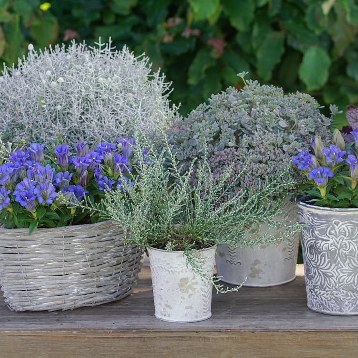 Herbstenziane & Silberlaubige ergänzen sich äusserst vorteilhaft.