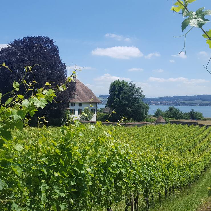 Weinlernpfad in Vully FR