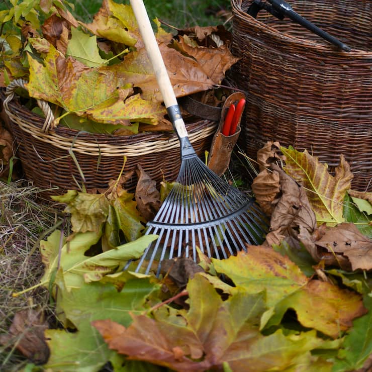 Laubrechen im Garten