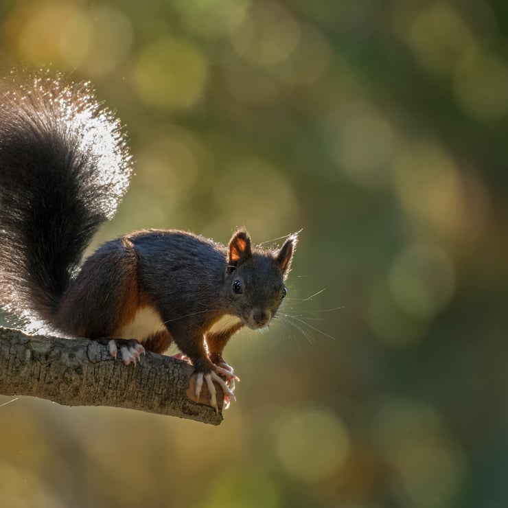 Rotes Eichhörnchen Ast