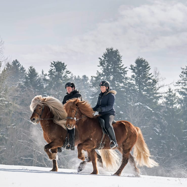 Islandpony im Zuercher Oberland: Oliver Egli und Caroline Wyser