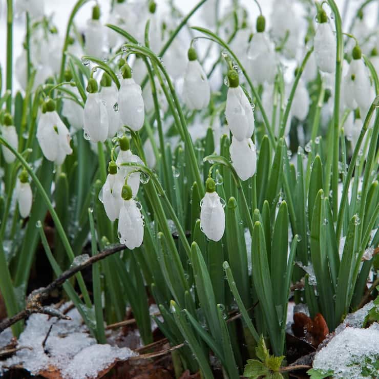 Schneeglöckchen
