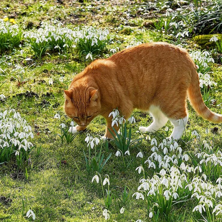 Garten
