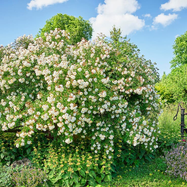 Naturgarten Claudia Ebling