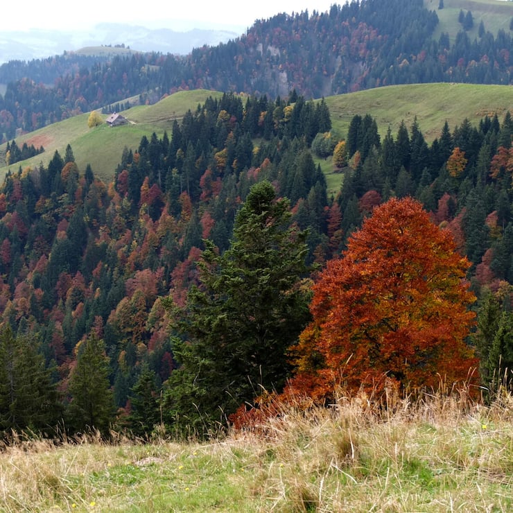 Zwischen Lushütte und Hochänzi im Emmental
