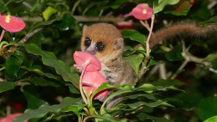 Der Masoala Regenwald im Zoo Zürich bietet dem kleinen, in Madagaskar beheimateten Primaten den idealen Lebensraum.