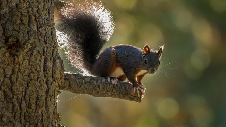 Mithilfe des buschigen Schwanzes können Eichhörnchen beim Klettern und Springen das Gleichgewicht halten. Zudem wird er im Flug von Ast zu Ast oder Baum zu Baum als Steuerruder eingesetzt und dient auch zur Kommunikation mit Artgenossen.