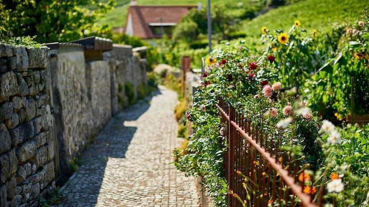 Dahlien, Sonnenblumen und Rosen säumen im Spätsommer das Hingerdürewägli in Twann BE.