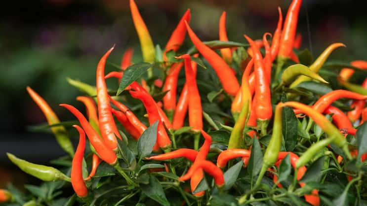 Thai-Chili
