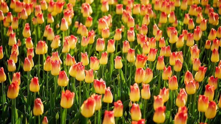 Grosse Anzahl und grosse Wirkung. Wenn in Morges die Tulpen blühen, dann tausendfach und in allen Farben.