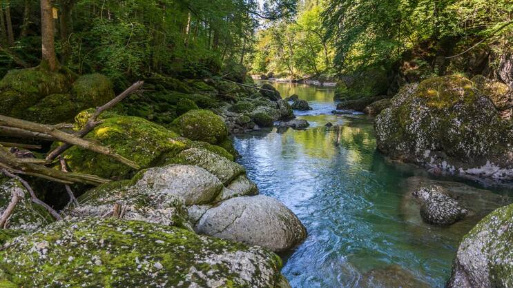 Im «Chessel», nördlich von Neu St. Johann, sind die Steine entlang der Thur wundervoll mit Moos überzogen.