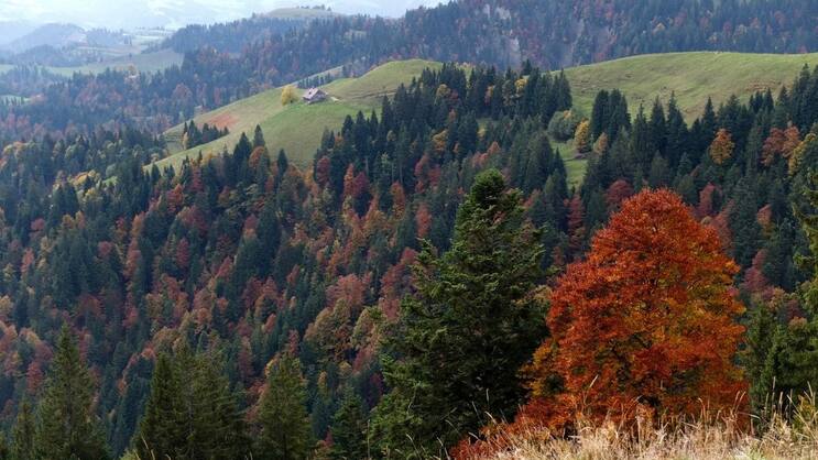 Hogerland