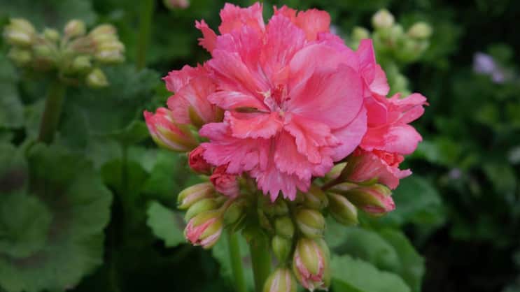 Das Pelargonium zonale ‚Diana Palmer‘ hat gefüllte Blüten. Andere Sorten haben einfache Blüten, wachsen aufrecht oder hängend. Mit grünem oder rotem Laub.