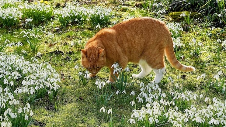 Wenn  die Pflänzchen im weichen Winterlicht ihre Blüten öffnen, ist sogar Harry, die Katze, hingerissen. Mit ihrem Namen passt sie bestens in den von England -inspirierten Garten.