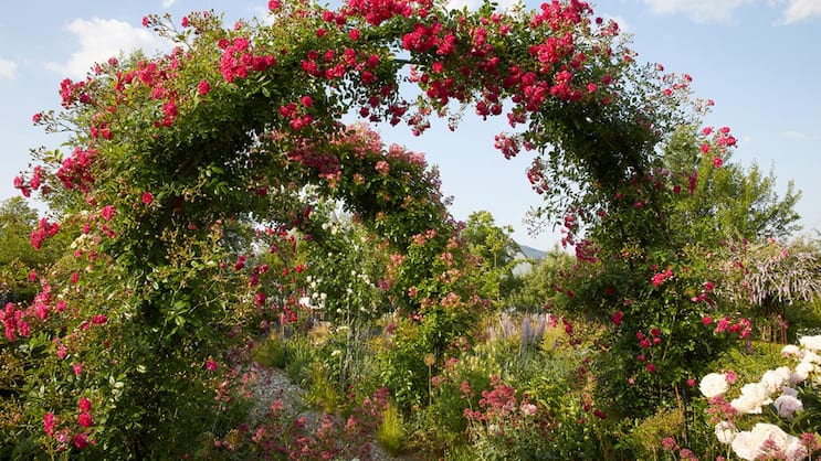 Ein Laubengang mit Rosen, fünfzig Meter lang und umrankt von unzähligen Blüten: Zur Blütezeit kann man sich hier kaum sattsehen. Ob man nach unten oder nach oben schaut – es blüht und duftet überall.