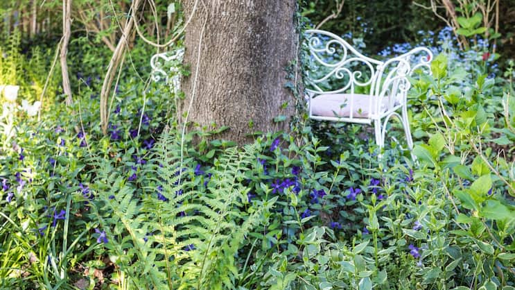 Verwunschener Waldgarten: Thomas Jan Pressmann hat Farne, Immergrün, Kaukasusvergissmeinnicht und andere Preziosen zum floralen Stelldichein versammelt.