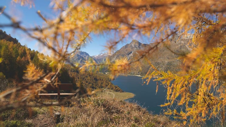 Alles so schön gülden hier: Blick auf den Silsersee Richtung Maloja. Die Nadeln der Lärchen verfärben sich im Oktober. Im November werden die Bäume kahl.