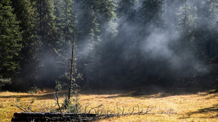 So schön kann ein Herbstmorgen auf der Lombachalp sein: Die Sonnenstrahlen brechen durch die Wolkendecke, das Moor dampft, und das Riedgras schillert in allen Farben.