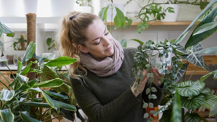 Na, wie geht es dir heute? Kim Kitcatt schaut jeden Tag bei jeder Pflanze vorbei. Die Wachsblume Hoya krohniana ‘Silver’ in ihren Händen scheint sich nicht zu beklagen.