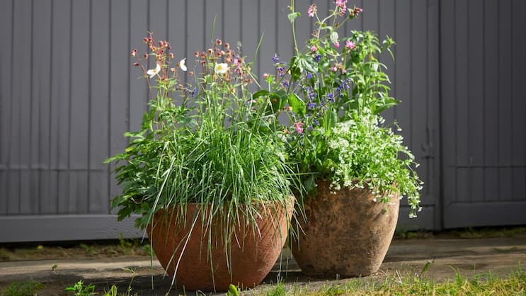 Wer seinen Topfgarten mit ungezähmten Schönheiten ergänzt, hat im Lauf des Jahres viel zu beobachten. Welche Insekten fliegen auf die Wildstaudenblüten? Welche Samen bilden sich? Was passiert damit? Spannender als jede Netflix-Serie.