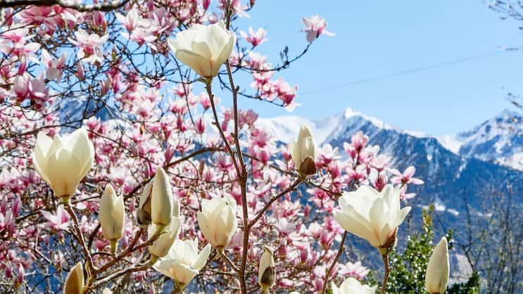 Frühlingserwachen: In den Bergen liegt noch Schnee, doch im Garten von Toni Durrer in Sarnen OW blühen bereits prächtig die Magnolien.