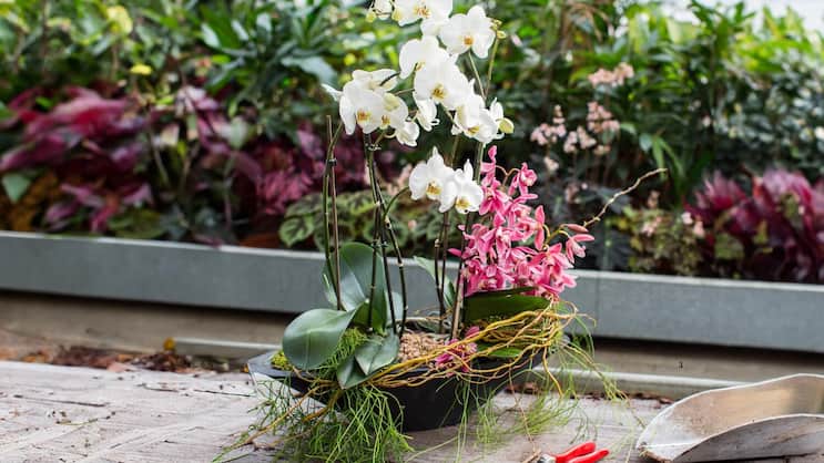 Zwei Orchideen in einem Pflanzgefäss – das ist durchaus machbar und dekorativ: vorne eine üppig blühende Phalaenopsis (weiss), hinten eine pinke Cymbidium.