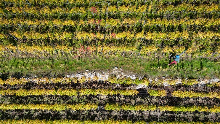 Rebstöcke, wohin das Auge blickt: Der «Chemin du Vignoble» zieht sich durch die sonnigen Weinterrassen des Wallis. Wanderautor Andreas Staeger unterwegs bei Branson.