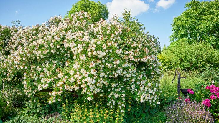 Üppig, lauschig, verwunschen: Im Naturgarten von Claudia Ebling spielen Wild- und andere Rosen eine wichtige Rolle. Im Bild eine Ramblerrose. Davor in Gelb gedeihen Brandkräuter, rechts vor dem Brunnen stehen Pfingstrosen und Bergminzen in Blüte.