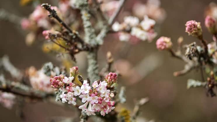 Wenn rundum alle Pflanzen in der Winterruhe verharren, öffnet er eine Blüte nach der andern: der Winterschneeball.