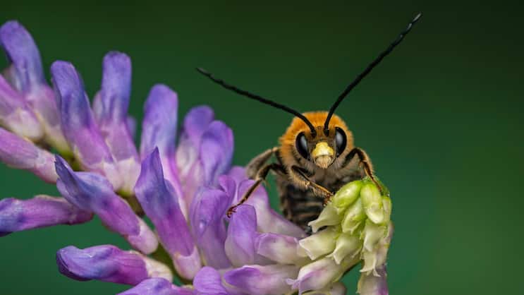 Eine Juni-Langhornbiene (Eucera longicornis) beim Blütenbesuch an einer Wicke. Auffällig und namensgebend sind bei den Männchen die ungewöhnlich langen Fühler.
