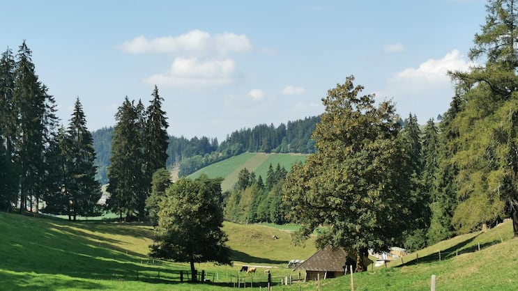 Heimeliger Hüniboden: Die Wanderung zur Hügelkuppe des Vesuvs führt durch Bergwälder und üppig grünes Weideland.